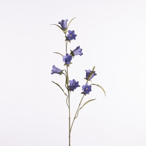 AF Campanula medium L80cm blue