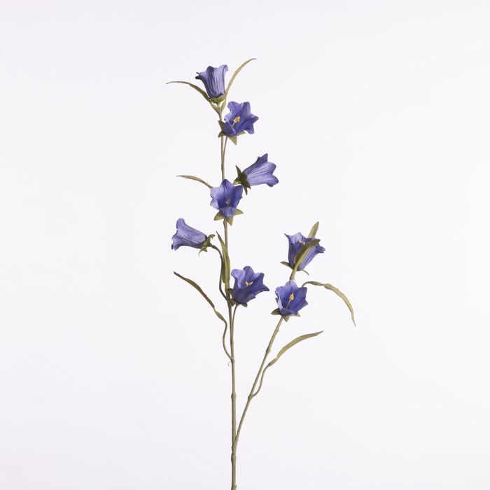 <h4>AF Campanula medium L80cm blue</h4>