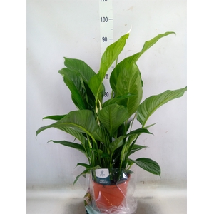 Spathiphyllum  'Sweet Lauretta'