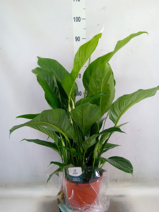<h4>Spathiphyllum  'Sweet Lauretta'</h4>