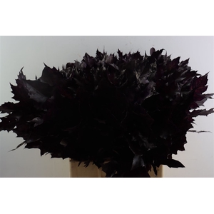 Quercus Rubra Aubergine
