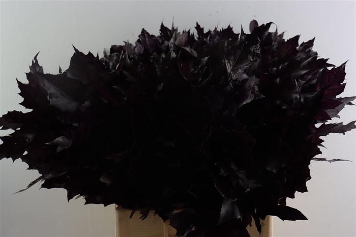 <h4>Quercus Rubra Aubergine</h4>