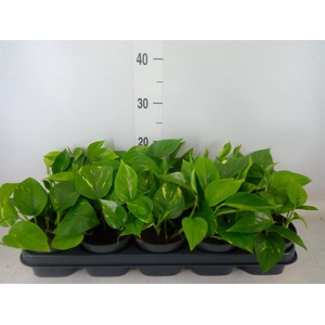 Epipremnum pinn. 'Aureum'