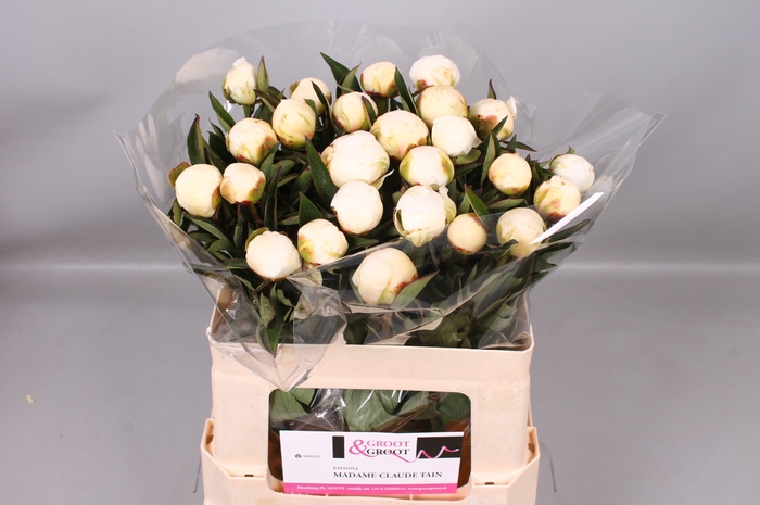 <h4>Paeonia Madame Claude Tain</h4>