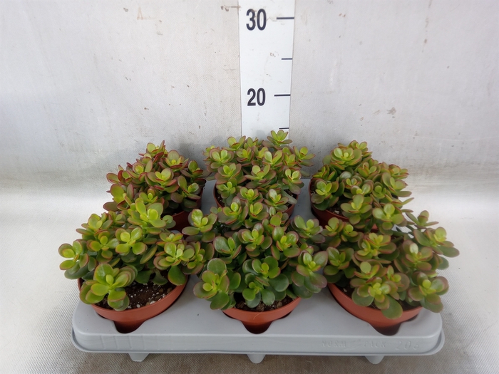 <h4>Crassula ovata 'Minor'</h4>