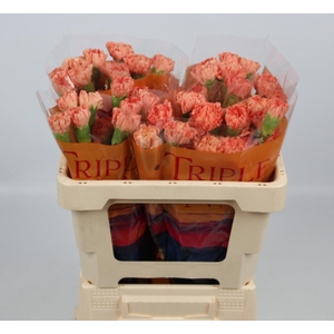 DI ST HERMES ORANGE