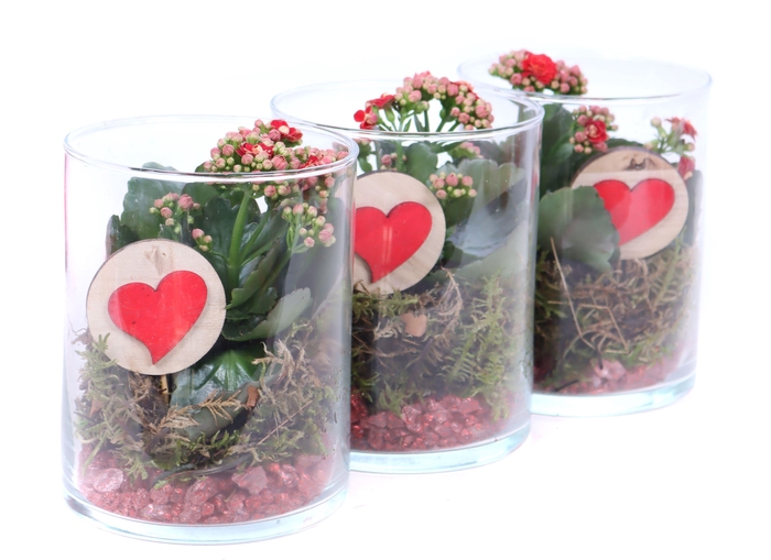 <h4>Opgemaakt cilinder glas met mos, Kalanchoe en hart bijst</h4>