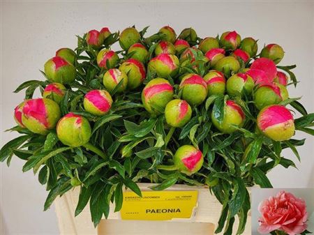 <h4>Paeo Coral Sunset</h4>