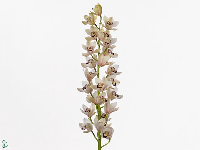 Cymb Mi Milky Leekade X4