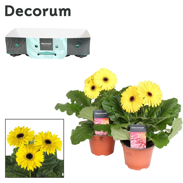<h4>Gerbera 2-bl Yellow Carton</h4>
