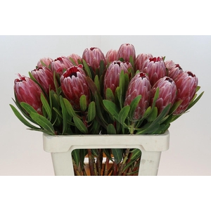 Protea Pink Ice
