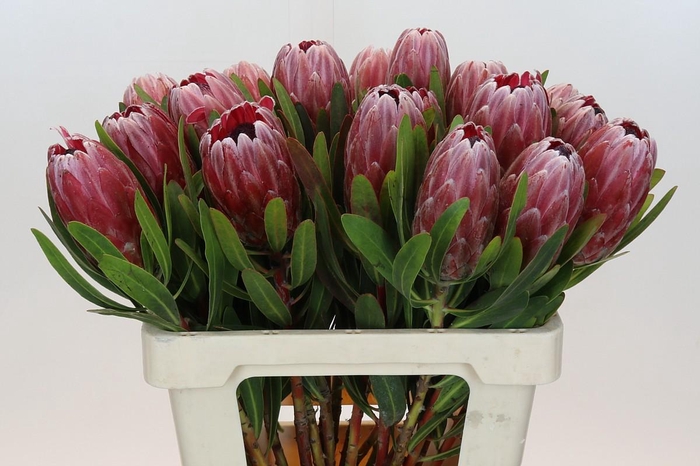 <h4>Protea Pink Ice</h4>