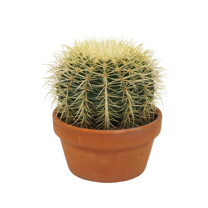 <h4>Echinocactus grusonii</h4>