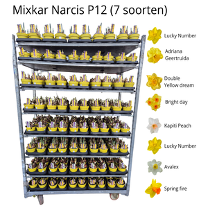 ACTIE Mixkar Narcis P12 - 7 soorten (actieprijs geldig bij minimaal 40*10)