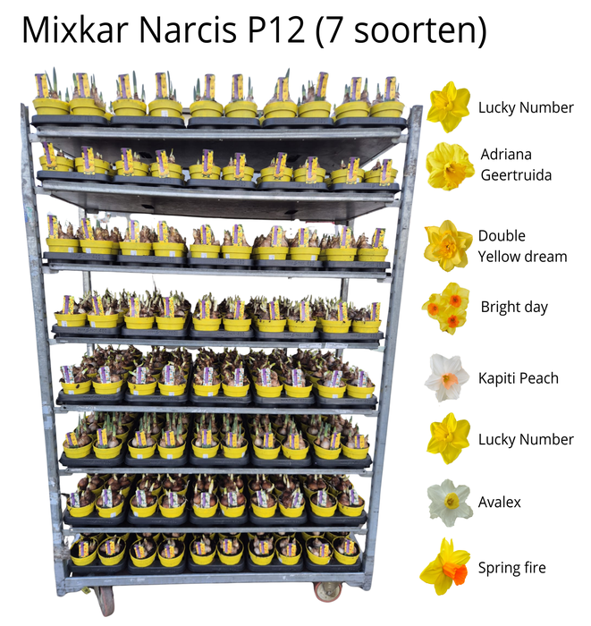 <h4>ACTIE Mixkar Narcis P12 - 7 soorten (actieprijs geldig bij minimaal 40*10)</h4>