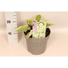 vaste planten 19 cm  Hosta autumn frost afd. 1