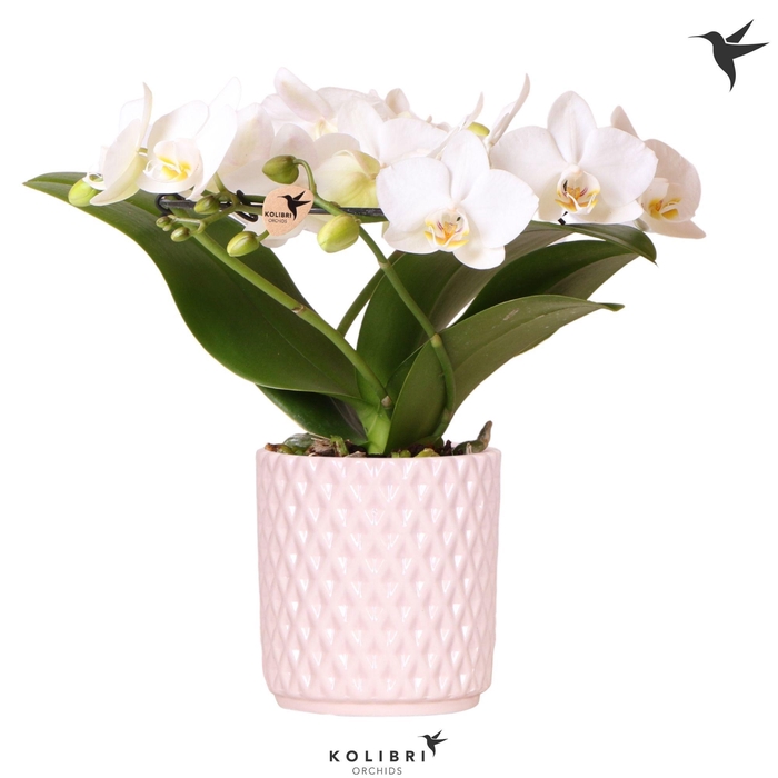 <h4>Kolibri Orchids Phalaenopsis Halo white in Diamond pot nude</h4>