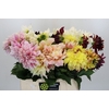 Dahlia Gemengd in fust