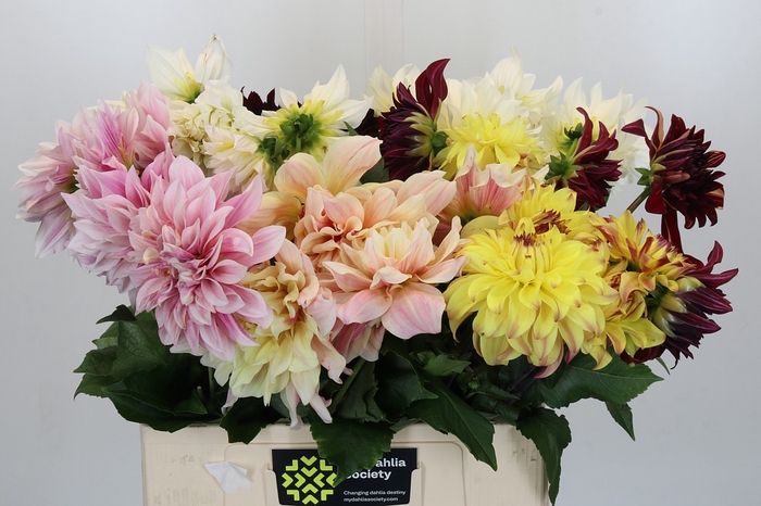 Dahlia Gemengd in fust