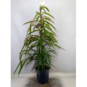 Ficus binn. 'Alii'
