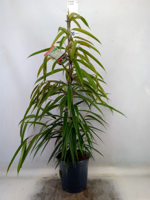 <h4>Ficus binn. 'Alii'</h4>