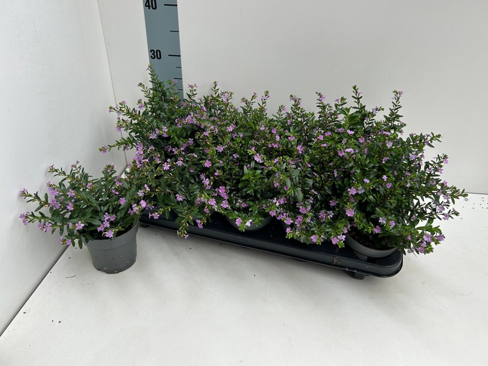 <h4>CUPH HYSSOPIFOLIA</h4>