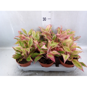 Aglaonema   ...