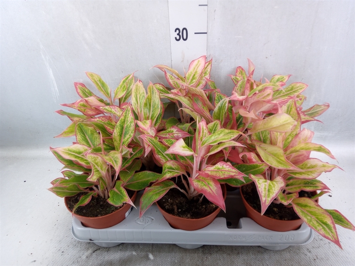 <h4>Aglaonema   ...</h4>