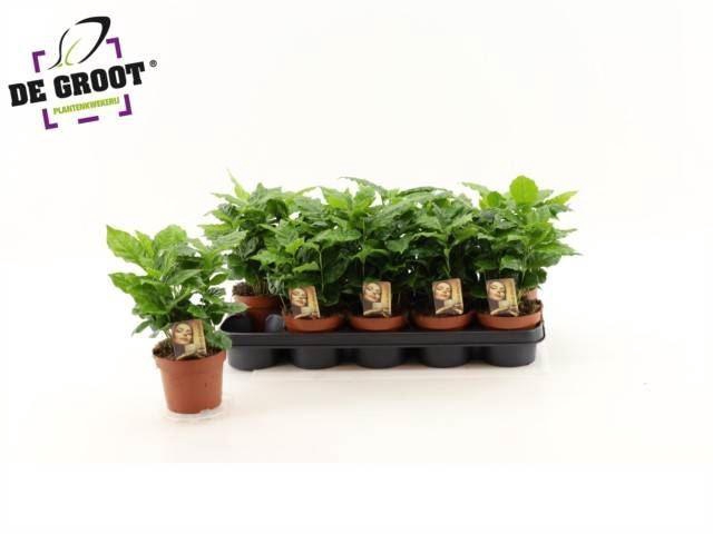 <h4>Coffea arabica</h4>