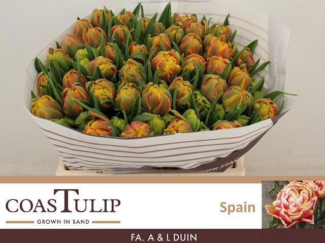 <h4>TU DU SPAIN</h4>