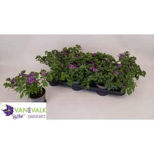 CALIB CA PURPLE