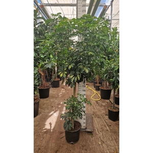 Schefflera arbor. 'Gold Capella'