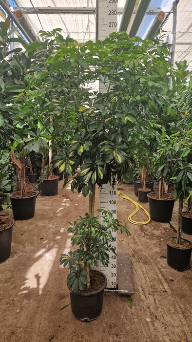 <h4>Schefflera arbor. 'Gold Capella'</h4>