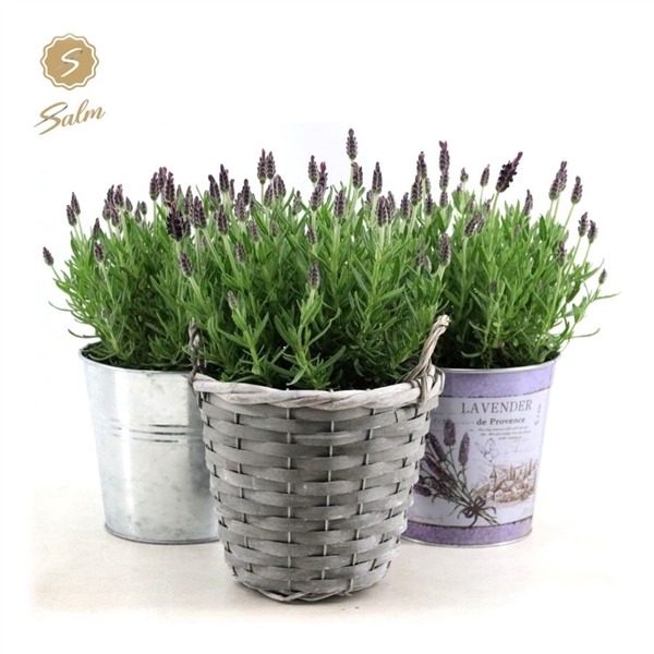 Lavandula st. 'Anouk'® Collection P15 in Added Value Mix