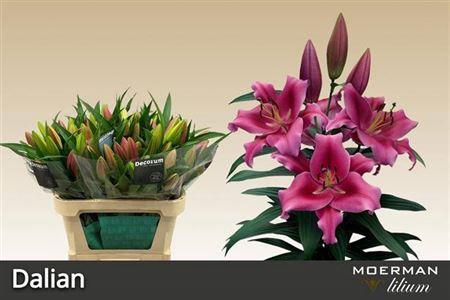 <h4>Li Ot Dalian 3+</h4>