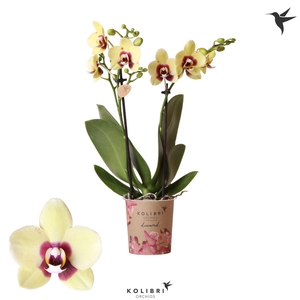 Kolibri Orchids Phalaenopsis Diamond Uruguay 2 spike