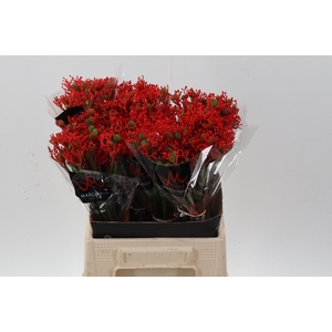 Jatropha P Firecrack