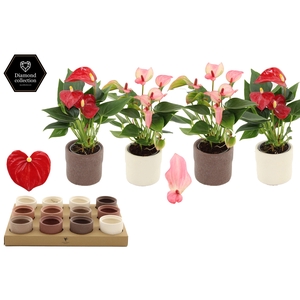 Anthurium 6 cm 2 color mix in Rustic ceramics