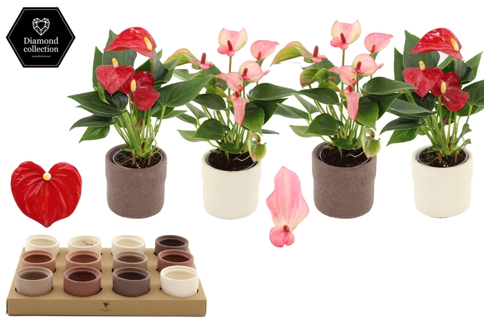 <h4>Anthurium 6 cm 2 color mix in Rustic ceramics</h4>