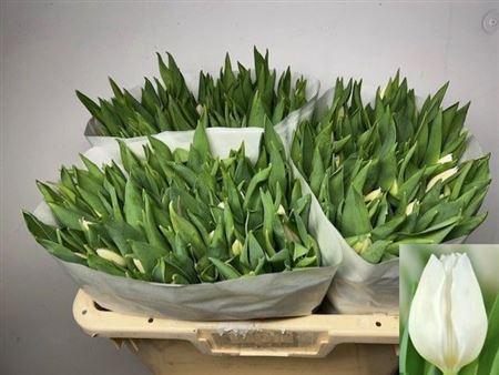 <h4>Tu En White Marvel</h4>