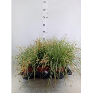 Carex oshimensis 'Everest'