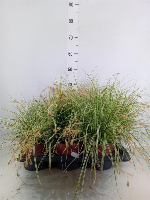 <h4>Carex oshimensis 'Everest'</h4>