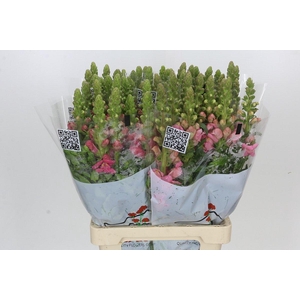 Antirrhinum Potomac Cherry Rose