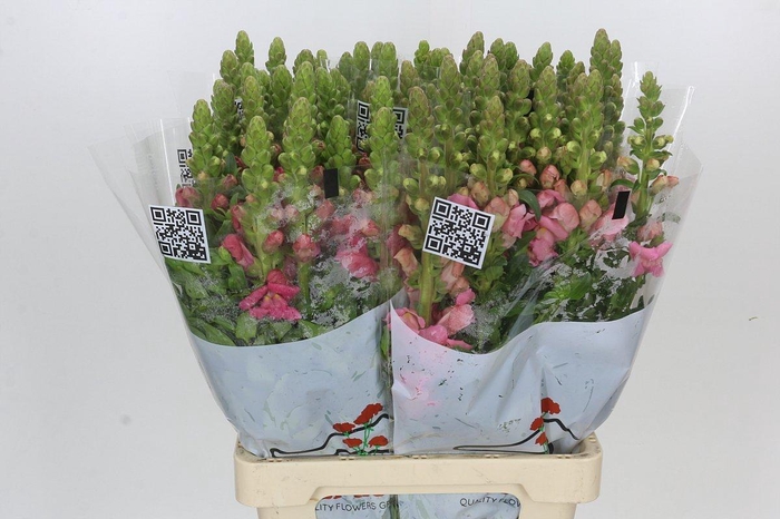 <h4>Antirrhinum Potomac Cherry Rose</h4>
