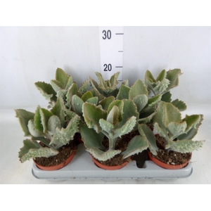 Kalanchoe NF beharensis
