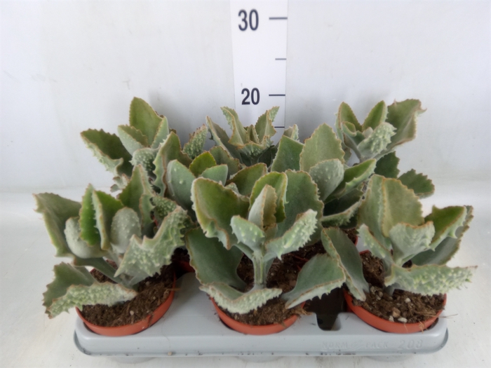 <h4>Kalanchoe NF beharensis</h4>