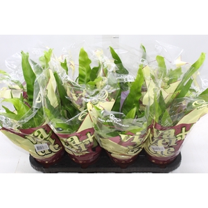 ASPLENIUM CRISSIE P14
