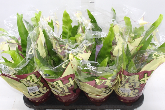 <h4>ASPLENIUM CRISSIE P14</h4>
