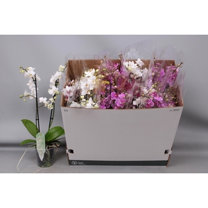 PHAL MF GEM 5 KL