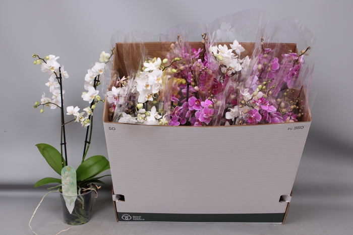 <h4>PHAL MF GEM 5 KL</h4>